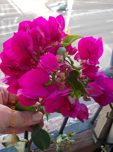 22 septembrie 2013-flori 004