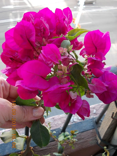 22 septembrie 2013-flori 006 - bougainvillea