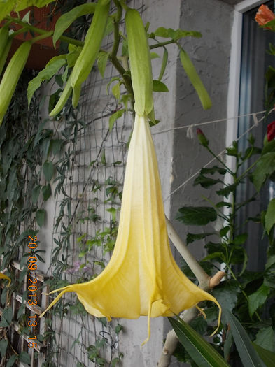 22 septembrie 2013-flori 061 - brugmansia si datura