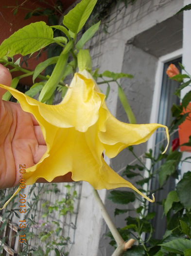 22 septembrie 2013-flori 062 - brugmansia si datura