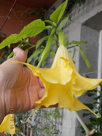 22 septembrie 2013-flori 063 - brugmansia si datura