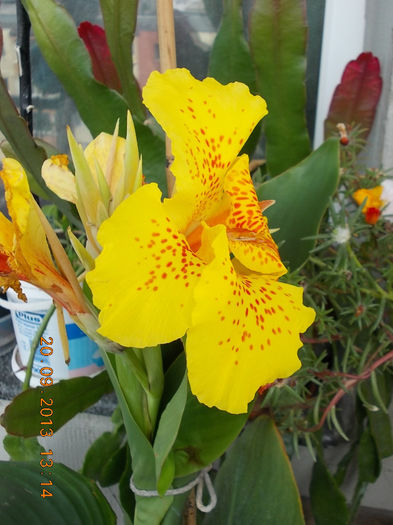 am inflorit ! - canna indica