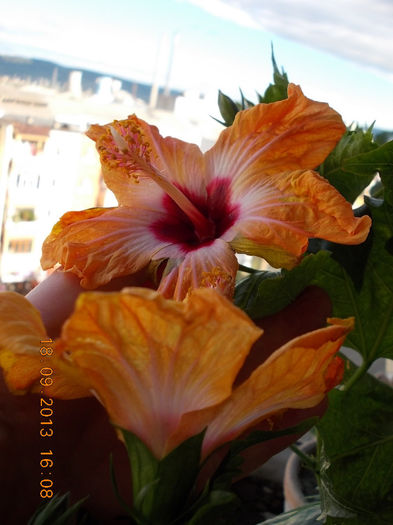 22 septembrie 2013-flori 016 - hibiscus -1