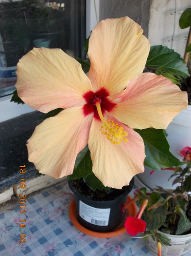22 septembrie 2013-flori 024 - hibiscus -1