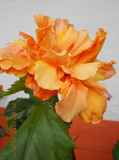 22 septembrie 2013-flori 058 - hibiscus -1