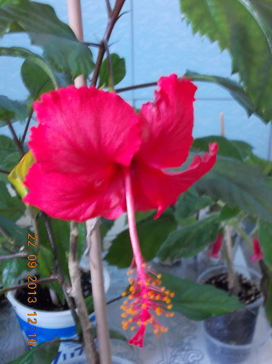 hibiscus andersonii