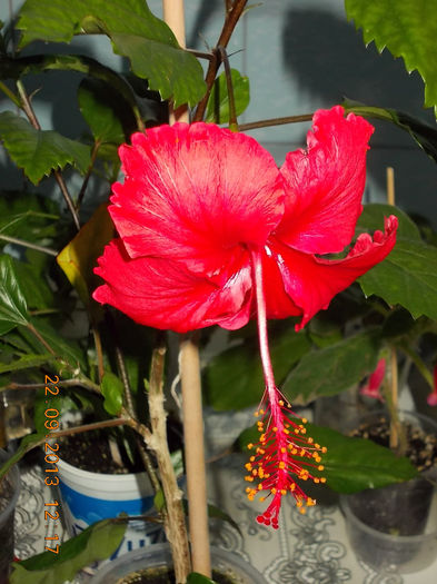 22 septembrie 2013-flori 170 - hibiscus -1