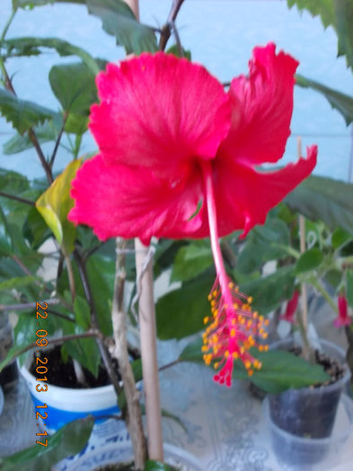 22 septembrie 2013-flori 173 - hibiscus -1