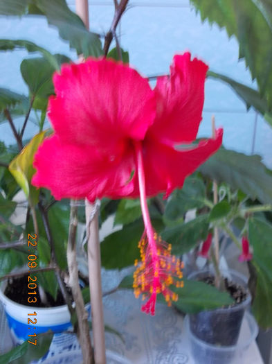 22 septembrie 2013-flori 174 - hibiscus -1