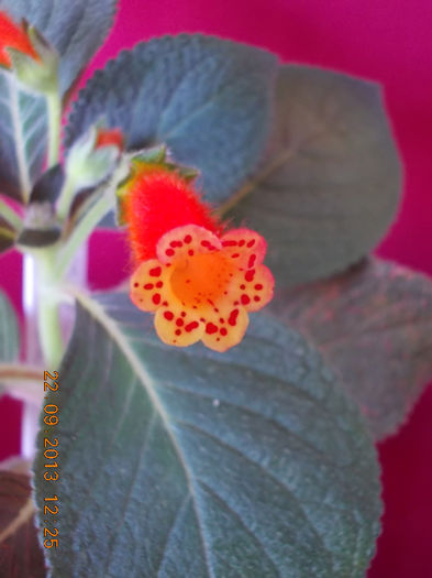22 septembrie 2013-flori 184 - kohleria