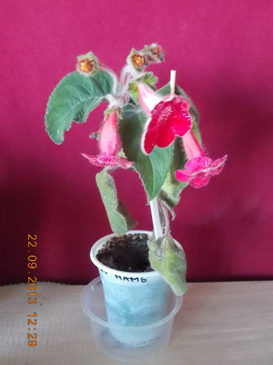 22 septembrie 2013-flori 197 - kohleria