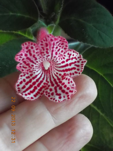 22 septembrie 2013-flori 203