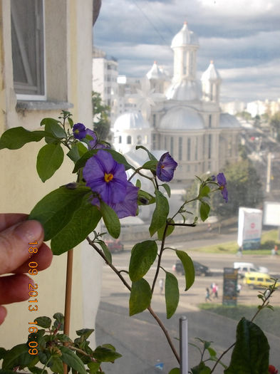 22 septembrie 2013-flori 035 - solanum rantonettii