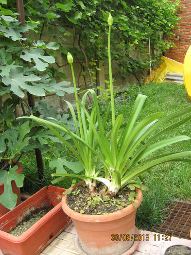 Boboci de Agapanthus aficanus.