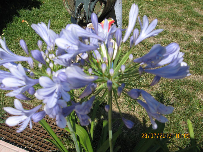 Agapanthus Africanus.