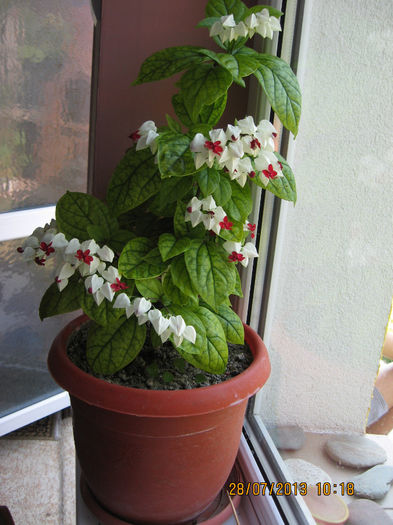 CLERODENDRON in 2013