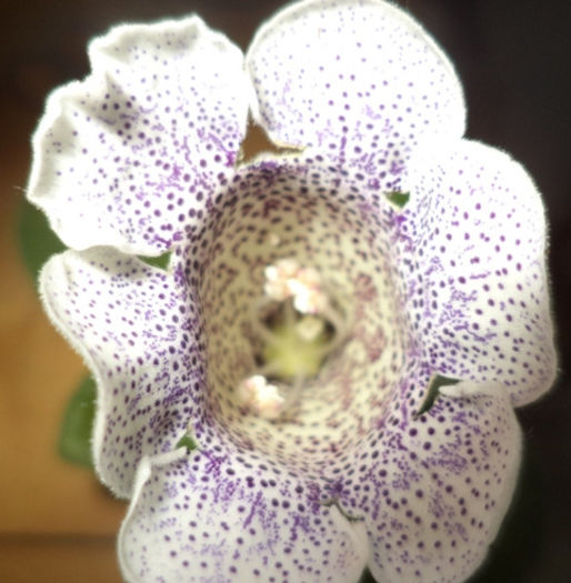 DSC00319 - gloxinii  si minisinningii 2013