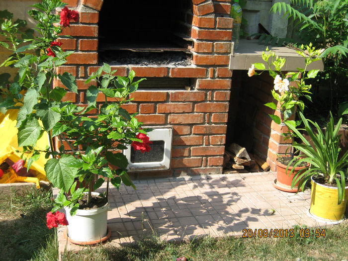 Hibiscus rosa -sinensis, florile folosite..