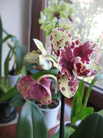 Phalaenopsis hibrid , cu petale smechere - Orhidee
