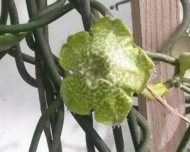 Ceropegia sandersonii - Interior