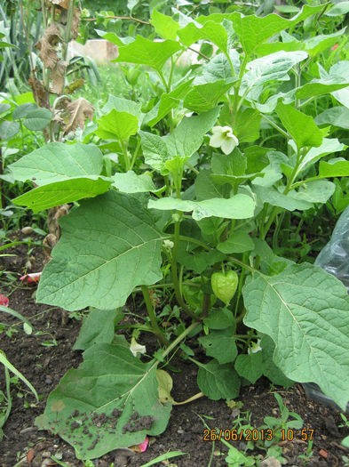 Picture 838 - 3 PHYSALIS PERUVIANA