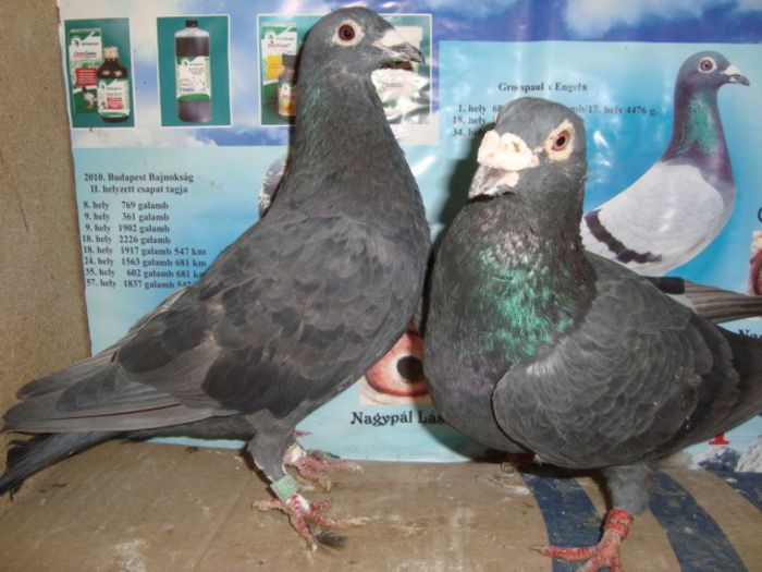 2013 pui no 019 dat cadou