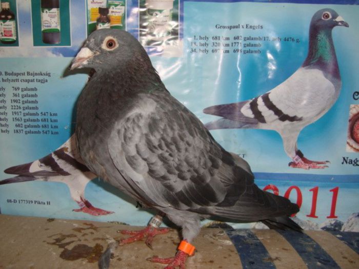 2013 pui no 026 vanduta