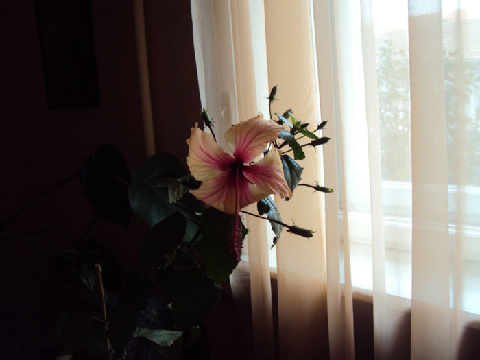 DSC00250 - Hibiscus