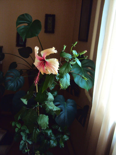 DSC00253