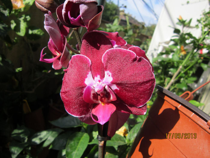 IMG_2024 - flori