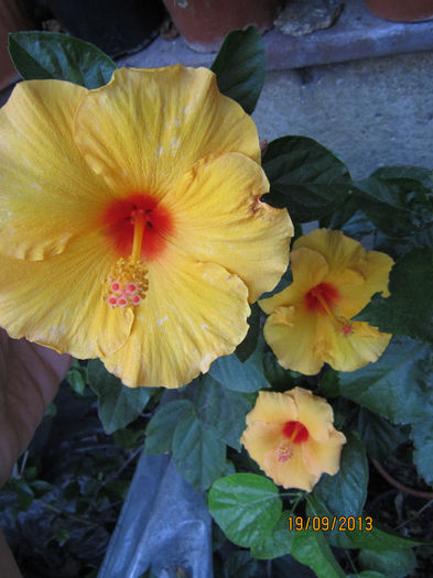 IMG_2094 - flori