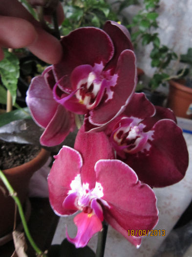 IMG_2087 - flori