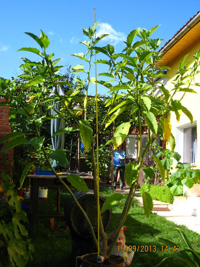 Picture 029 - 3 BRUGMANSIA