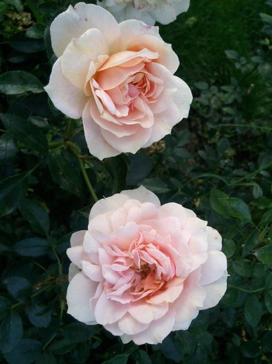 Photo2291 - Garden of roses