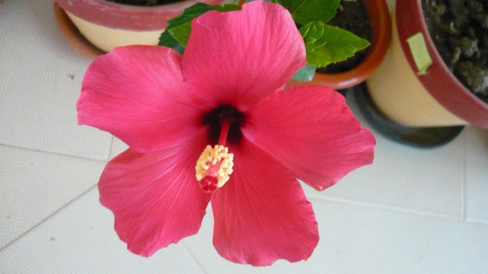 cairo rosa - 0 hibiscusii mei