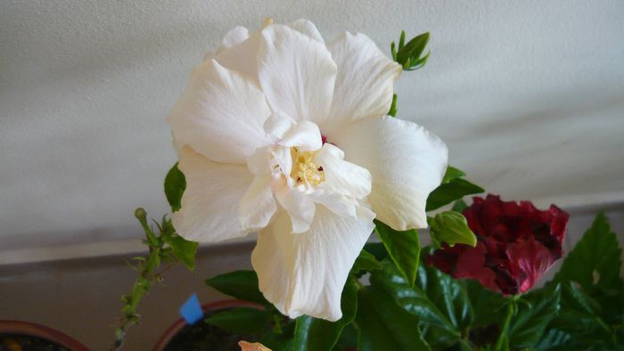alb involt - 0 hibiscusii mei