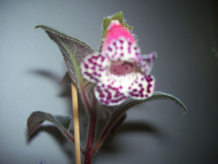  - kohleria 2013