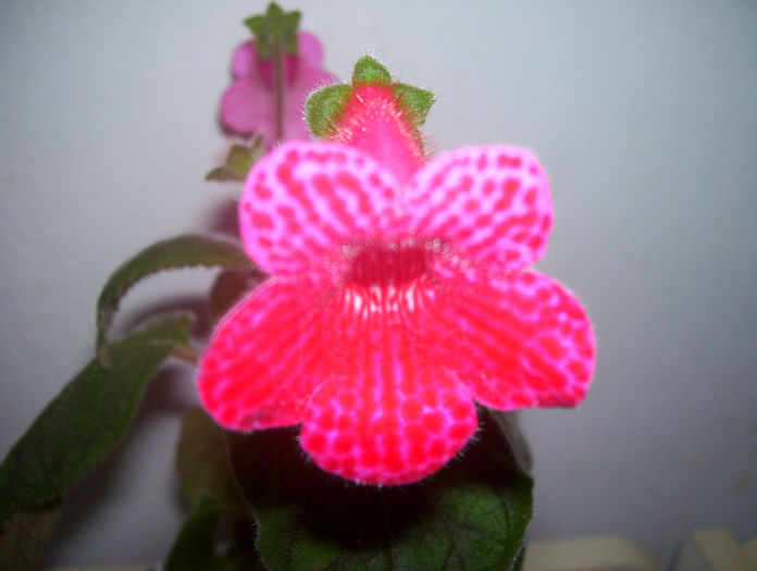  - kohleria 2013