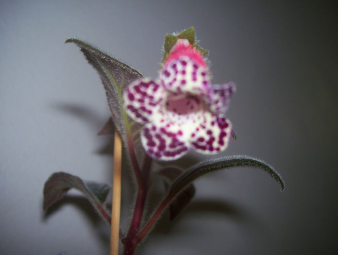  - kohleria 2013