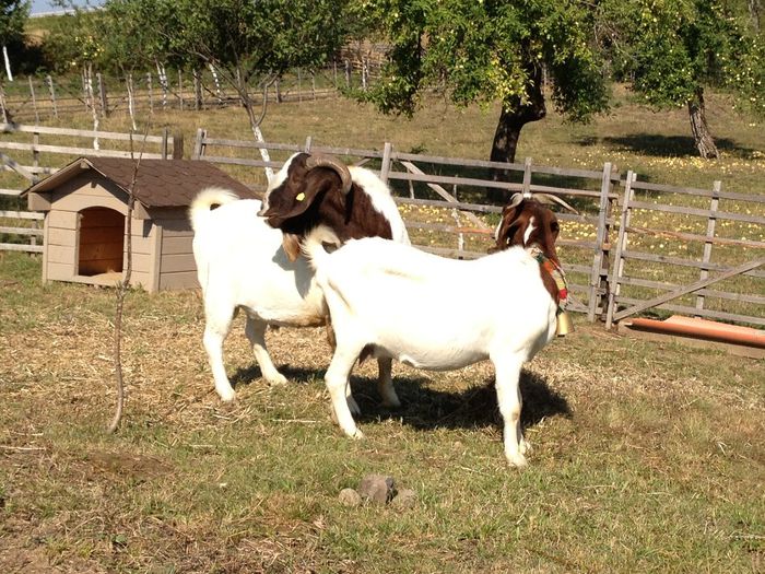 IMG_2676 - Boer 2013