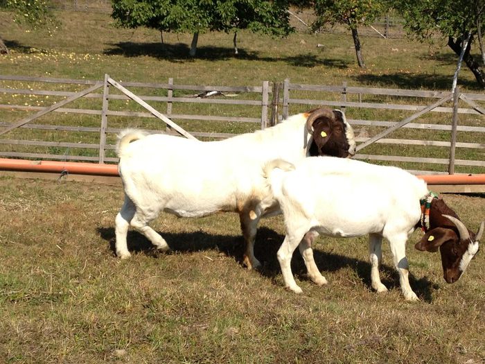 IMG_2677 - Boer 2013