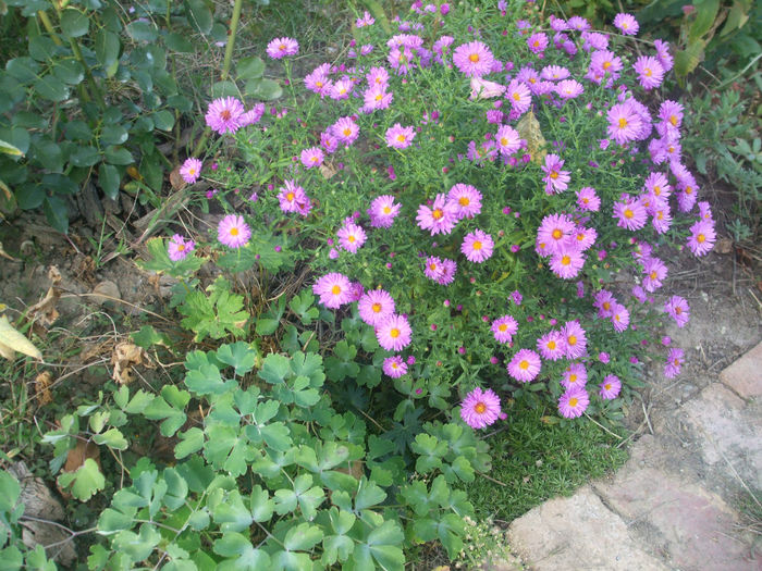 DSCF2815