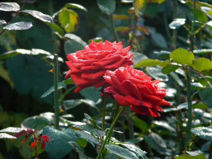 DSCN2338