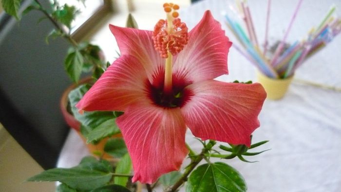 Picture 2341 - x 2013 hibiscus rosa sinesis 3