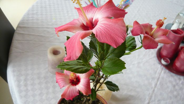 Picture 2458 - x 2013 hibiscus rosa sinesis 3