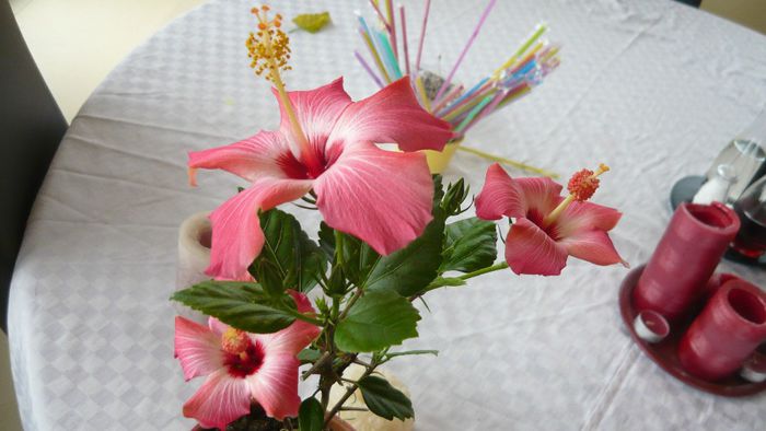 Picture 2459 - x 2013 hibiscus rosa sinesis 3