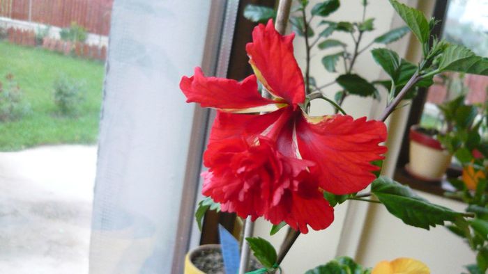 Picture 2337 - x 2013 hibiscus rosa sinesis 3