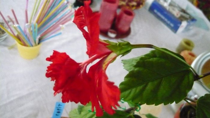 Picture 2338 - x 2013 hibiscus rosa sinesis 3