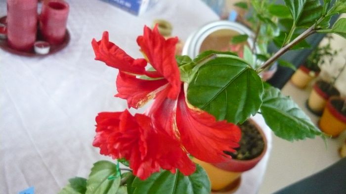 Picture 2339 - x 2013 hibiscus rosa sinesis 3