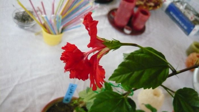 Picture 2343 - x 2013 hibiscus rosa sinesis 3